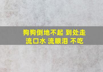 狗狗倒地不起 到处走 流口水 流眼泪 不吃